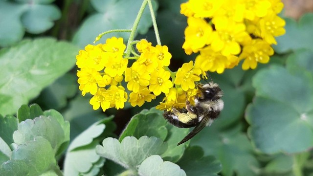 Pszczoły to najważniejszy skarb ludzkości i powinniśmy o nie szczególnie zadbać.