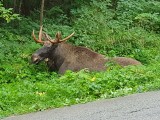 W województwie śląskim żyje ponad 200 łosi. W samym Siewierzu jest ich aż 70. To już przystanek Alaska?