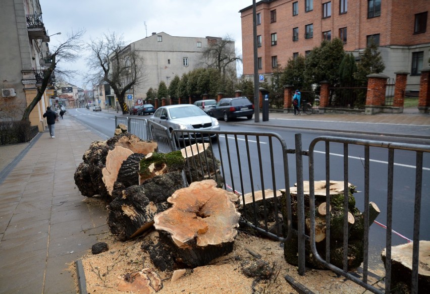 Miasto wycięło drzewo przy ul. Bernardyńskiej 