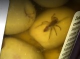 Oliwki z Lidla z żywym pająkiem w środku. Dziecko przerażone (ZDJĘCIA)
