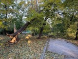 Wrocław: parki otwarte, ale na razie lepiej do nich nie wchodzić. Trwa sprzątanie po wichurze