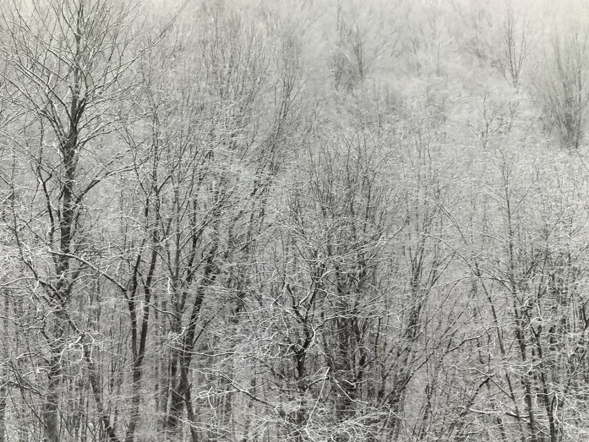 W czwartek w Bieszczadach spadł śnieg. Powoli robi się biało! [ZDJĘCIA]
