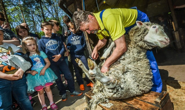 Pokaz strzyżenia owiec już 2 maja w dziecięcym zoo, gdzie będzie też można dowiedzieć się ciekawostek o włosach i sierści zwierząt