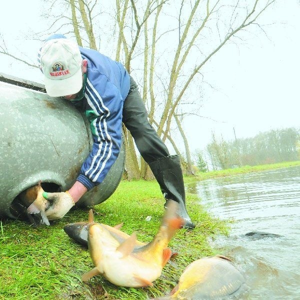 Karpie wprowadzają się do nowego stawu