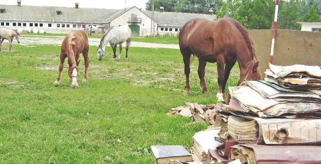 W Rolniczej Spółdzielni Produkcyjnej w Troszynie Nowym już musieli sprzedać trzy konie, żeby były pieniądze na paliwo i zaliczki. Muszą przetrwać do następnych żniw.
