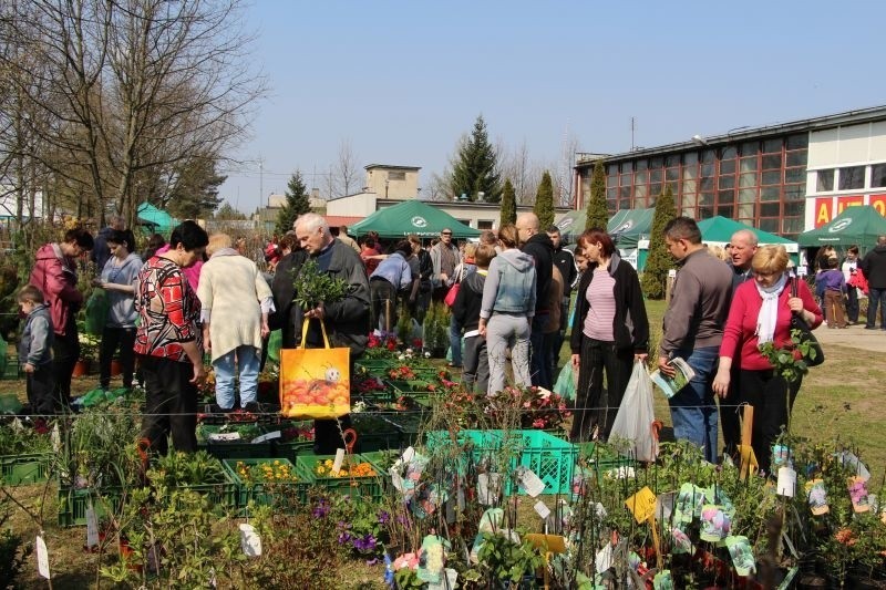 Kiermasz sadzonek "Las Bliżej Nas". Tłumy na kiermaszu sadzonek  leśnych i ozdobnych (zdjęcia, wideo)