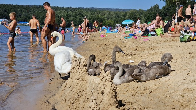 Plażę nad zalewem w Cedzynie opanowali turyści, mieszkańcy i rodzina łabędzi.