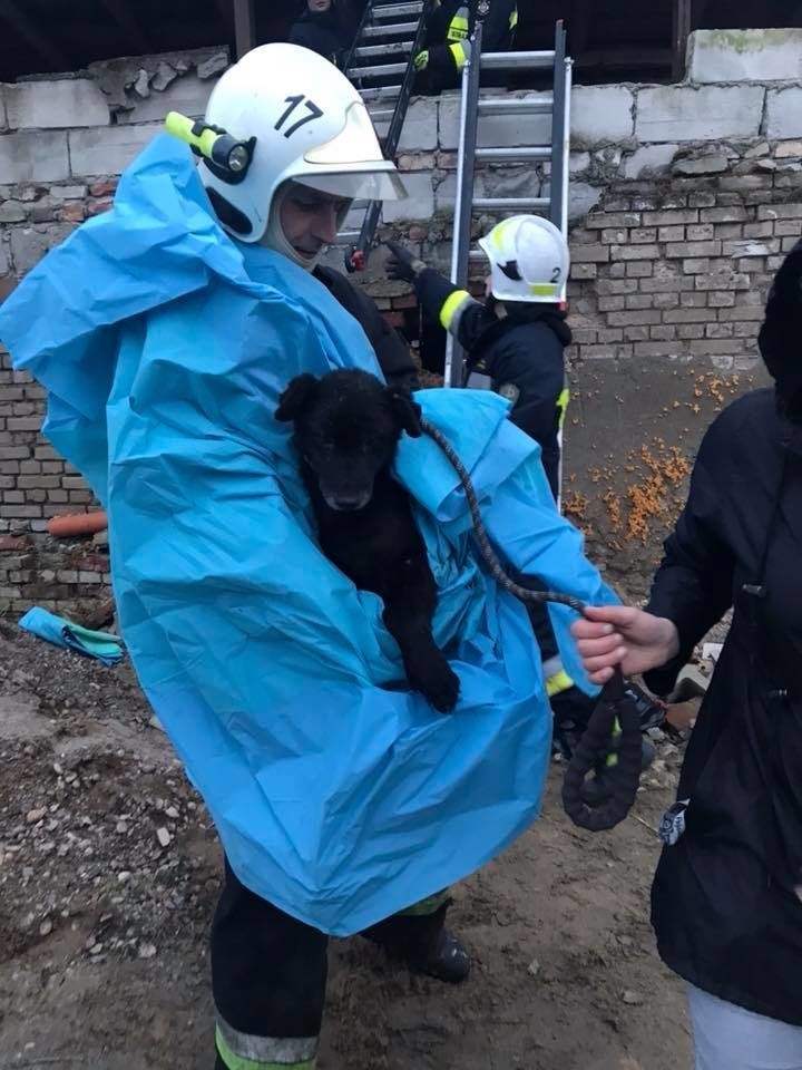 Pies przebywał w pustostanie wiele tygodni. Pił tylko deszczówkę. Na szczęście przyszła pomoc