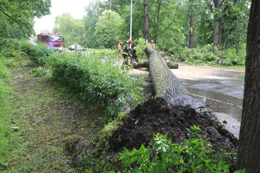 Ogromne drzewo runęło na jezdnię przy szkole na Zalesiu (ZDJĘCIA)