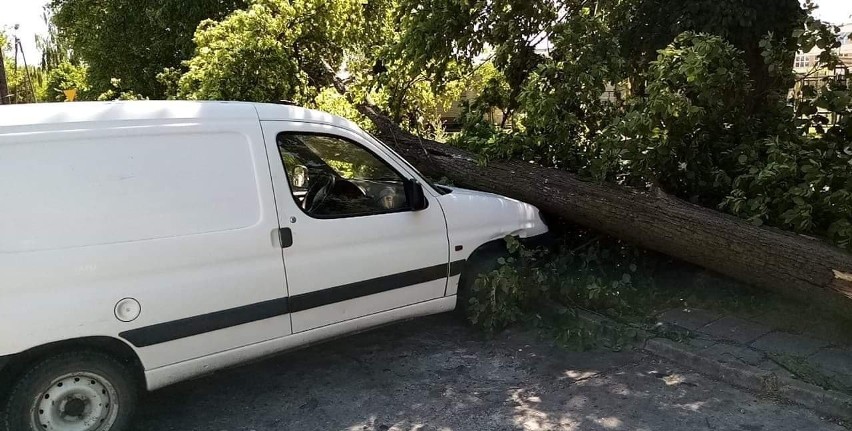 Konar drzewa spadł na kilka zaparkowanych aut w Lubrańcu [zdjęcia]