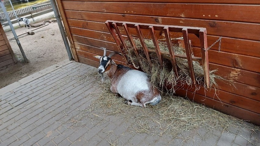 Minizoo doczeka się rozbudowy, pojawią się nowe mieszkania,...