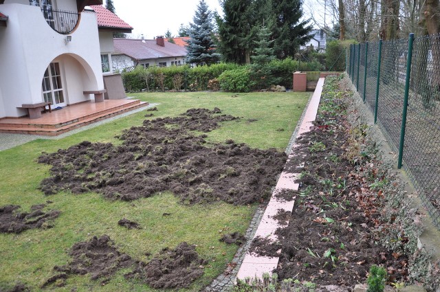 Zdjęcia zrytej posesji przy ul. Nowojędrzychowskiej w Zielonej Górze