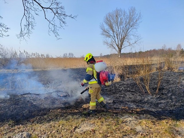 Pożary traw w powiecie szydłowieckim są niestety na porządku dziennym.