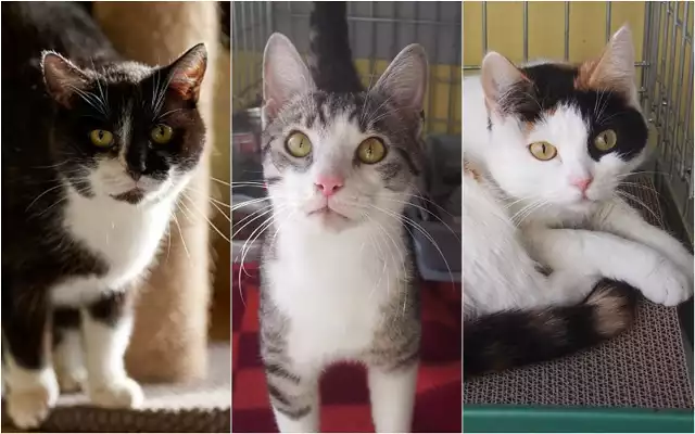 Te słodkie kocięta czekają na dom we wrocławskim schronisku dla zwierząt. Przygarniesz? >>