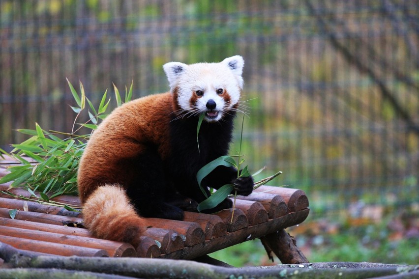 Panda czerwona (mała) w środowisku naturalnym aktywna jest...