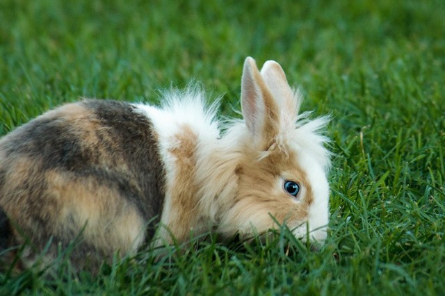 Metoda na królikiZapach octu skutecznie odstrasza króliki z ogrodu.