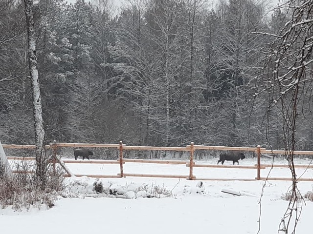 Żubrzyca z kilkumiesięcznym bykiem przyjechały z Nadleśnictwa Borki w województwie warmińsko-mazurskim we wtorek