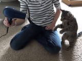 Zobacz jak niewidomy kot walczy z suszarką (wideo)