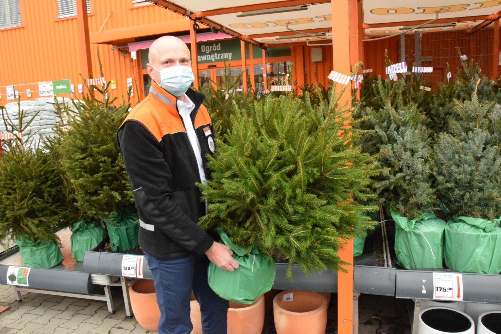W Kielcach zaczął się sezon na choinki. W sklepach jest mnóstwo żywych  drzewek. Zobacz, jakie można kupić i po ile? [ZDJĘCIA, CENY] | Echo Dnia  Świętokrzyskie