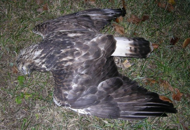 Myszołowy nie wyrządzają szkód hodowcom gołębi, a mimo to ktoś otruł to zwierzę w gminie Radków.