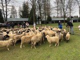 Podhale. Wiosenny redyk, bacowie idą na hale. Święto bacowskie na rozpoczęcie sezonu wypasu owiec