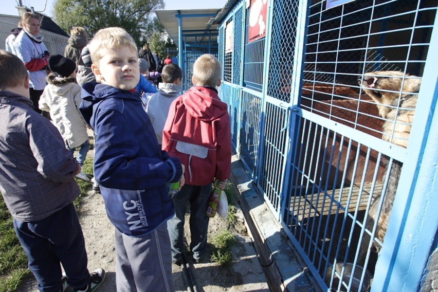 Światowy Dzień Zwierząt w Schronisku dla Zwierząt...