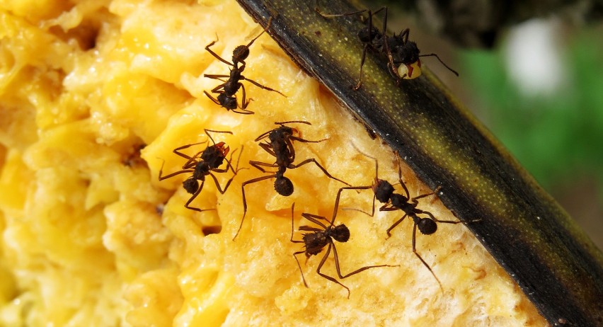 Wygonisz mrówki z domu, jak rozsypiesz cynamon w mieszkaniu.