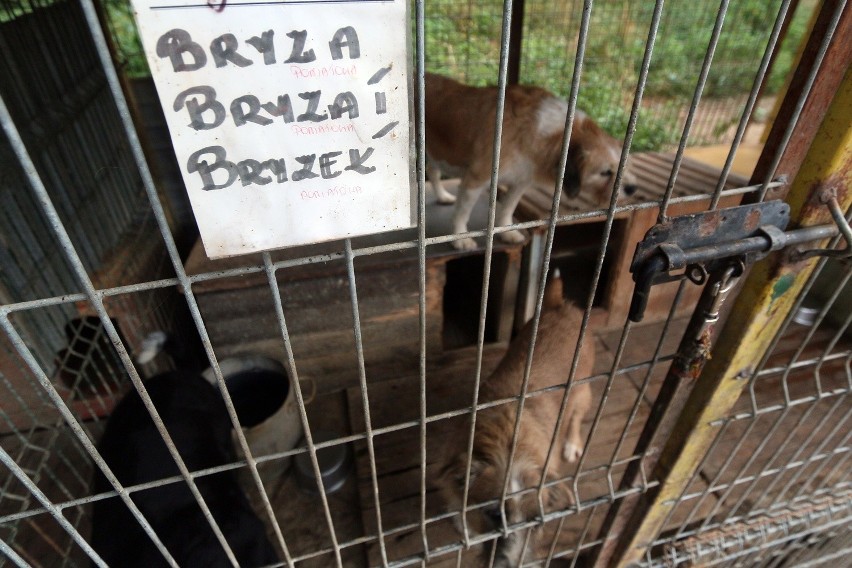 Psy z schroniska w Krzesimowie czekają z niecierpliwością na...