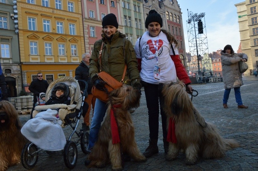 WOŚP we Wrocławiu: Psy także kwestują. Kiara robi furorę na orkiestrze (ZDJĘCIA)