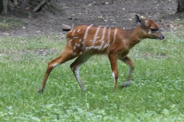 Mała sitatunga.