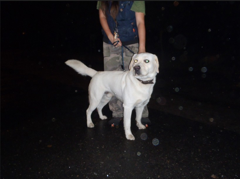 Pies odnaleziony w dniu 10.10.2016r. przy ul....