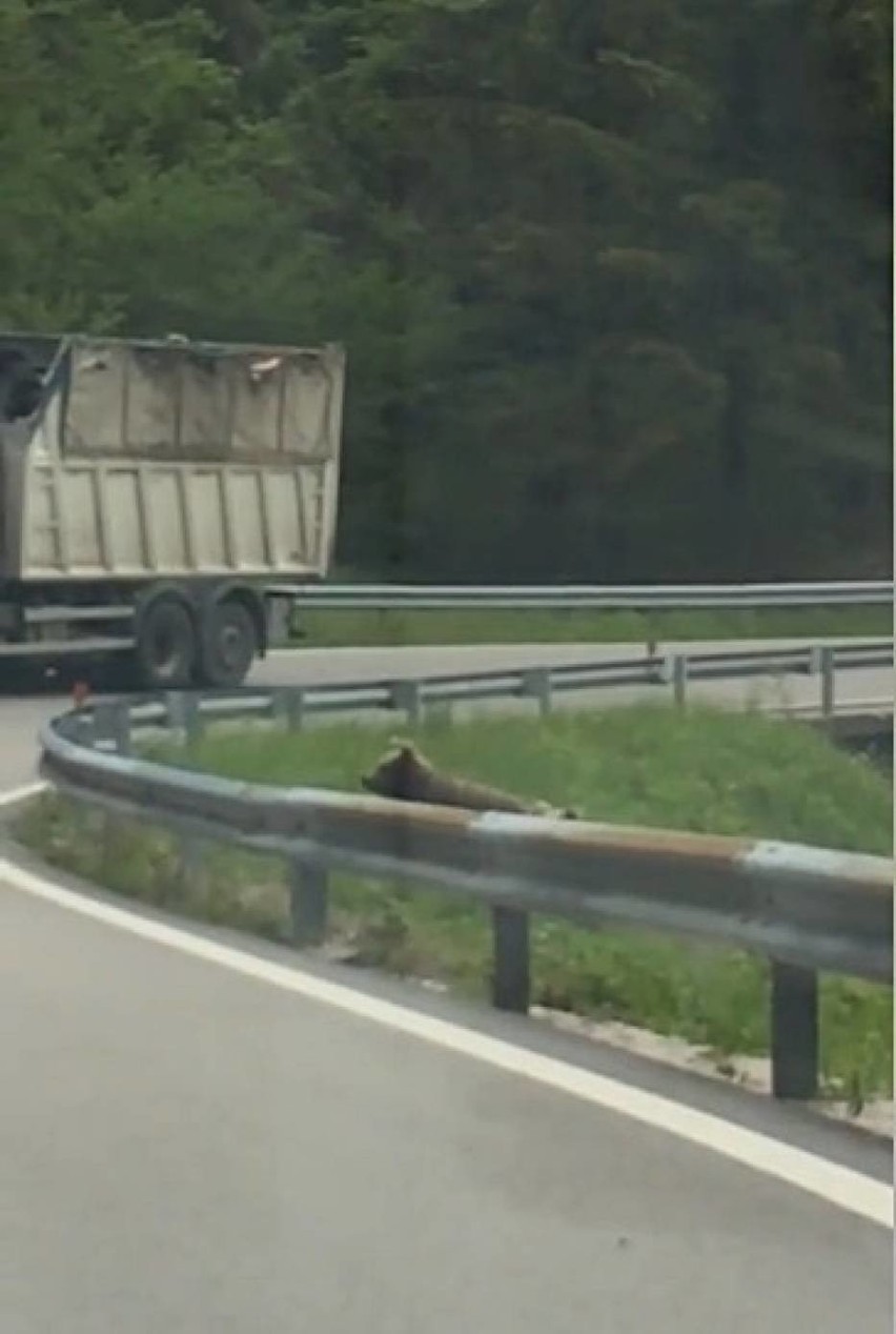 Niedźwiedzie na drodze pod Szklarską Porębą. Czy to prawdziwe nagranie?