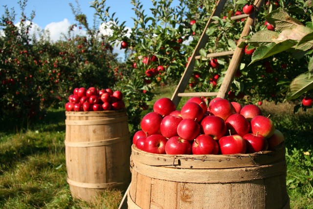 Jabłka są jednym z ulubionych owoców w naszym kraju.