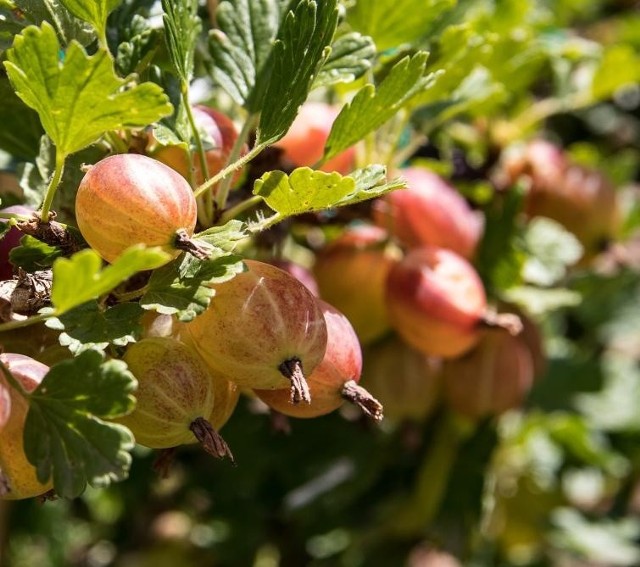 Właściciele plantacji borówki amerykańskiej, czereśni, wiśni czy producenci ogórków gruntowych i innych warzyw mają poważny problem. Nie mogą znaleźć wystarczającej liczby chętnych pracy do pracy przy zbiorach. Na niektóre ogłoszenia nie odpowiada nawet jedna osoba.Pan Cezary szuka chętnych do zbioru ogórków gruntowych w okolicy Rawy Mazowieckiej. Pracownicy są potrzebni trzy dni w tygodniu, a proponowana stawka to 13-14 zł netto za godzinę pracy.Czytaj dalej