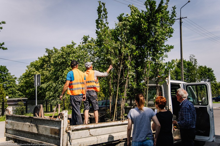 Ostrów Maz. Miasto się zazieleni. Kolejny etap nasadzeń drzew