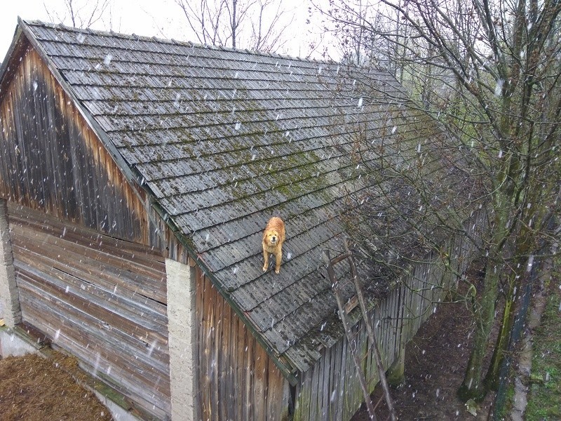 Iwkowa. Strażacy ściągali psa z dachu