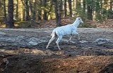 Daniel albinos w Nadleśnictwie Nowa Dęba! "Upolował" go aparatem fotograficznym Aleksander Sudoł. Zobacz zdjęcia