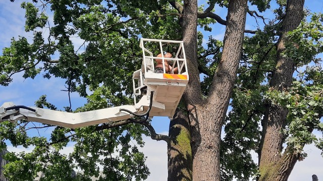 Trwa pielęgnacja sześciu drzew - zabytków przyrody przy Miejskiej Bibliotece Publicznej w Radomsku