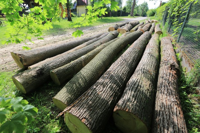 Zdaniem przedstawicieli Stowarzyszenia Olszówka sformułowanie o „pracach porządkowych” to eufemizm zwykłego pozysku drzewa.