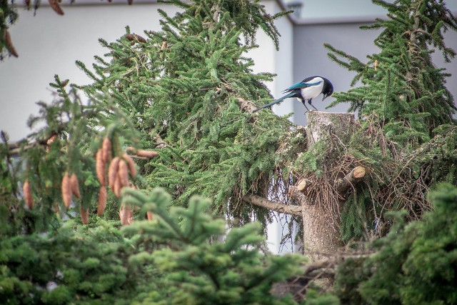 - Osoba, która wczoraj przycinała drzewa, mówiła, że jest to działanie pielęgnacyjne, zapewniające stabilność tym drzewom. Na czubku jednego z nich znajdowało się gniazdo ptaków objętych ochroną gatunkową - mówi mieszkanka osiedla.