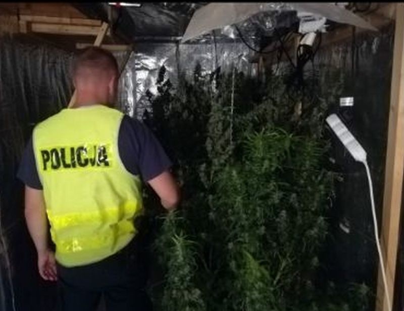 Policjanci z Ostrołęki zabezpieczyli ponad 5 kg narkotyków.