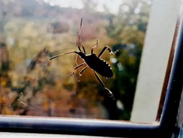 Wtyk amerykański znowu zaatakował w Lubuskiem. Wielki pluskwiak pojawił się w mieszkaniach. Czy jest niebezpieczny?