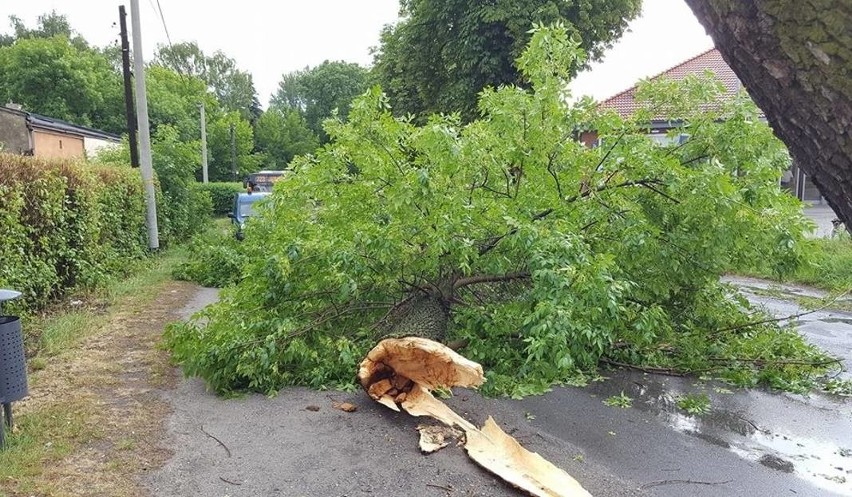 Silny wiatr w Świętochłowicach łamał liczne drzewa