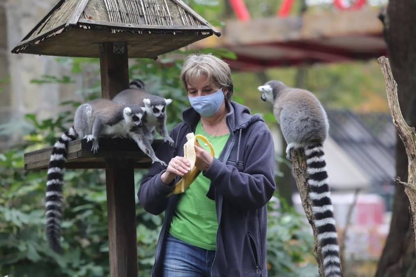 Karmienie lemurów to żelazny punkt zwiedzania łódzkiego zoo.