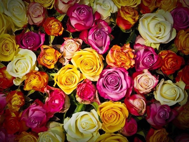 Znanych jest około 200 gatunków tych pięknych krzewów. W Polsce róże są uwielbiane przede wszystkim za ich wyjątkowe piękno, przez co należą one do najchętniej wręczanych kwiatów. A w jakim kolorze i komu wręczać róże? Zobaczcie w galerii. >>>ZOBACZ WIĘCEJ NA KOLEJNYCH SLAJDACH