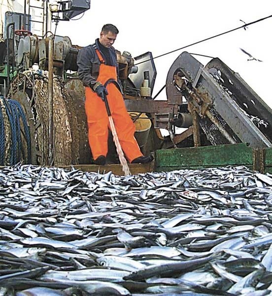 Polscy rybacy nie mają gdzie sprzedać bałtyckich śledzi.