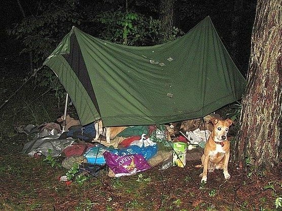 Namiot wędrowników w lesie przy Centrostalu.