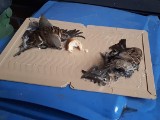 Przerażające! Lepowa pułapka na wróble w Gdańsku. Zginęły w ten sposób dwa ptaki. Gdański radny funduje nagrodę za wskazanie winnych