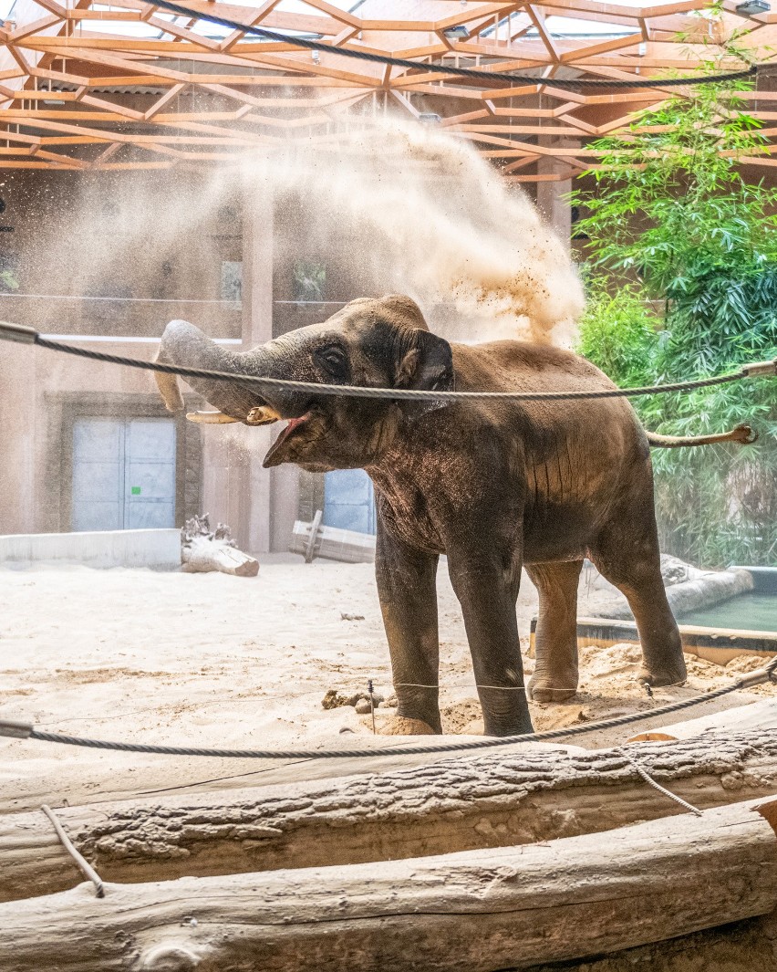Słoń Barnaba to wychowanek płockiego zoo.