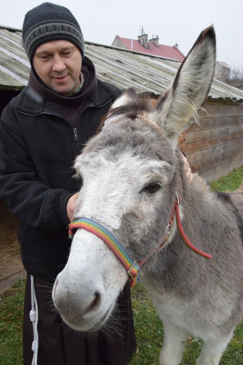 Tarnowska żywa szopka powstaje w ogrodach przy klasztorze ojców Bernardynów [ZDJĘCIA]